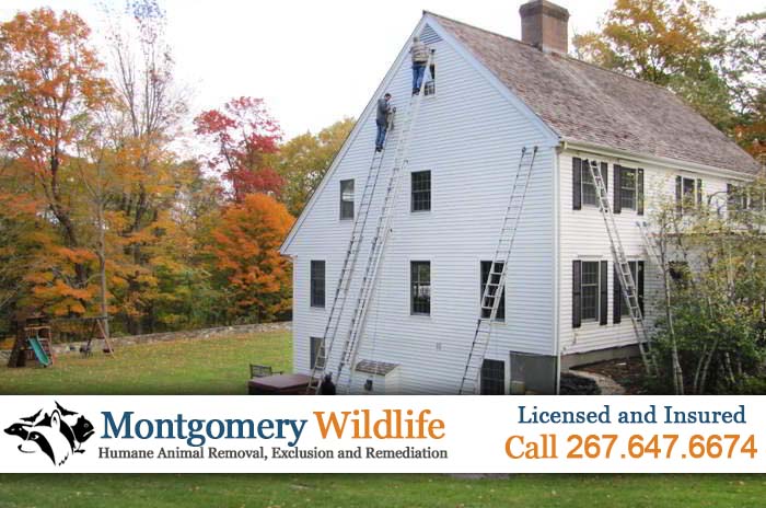 tall ladders on home