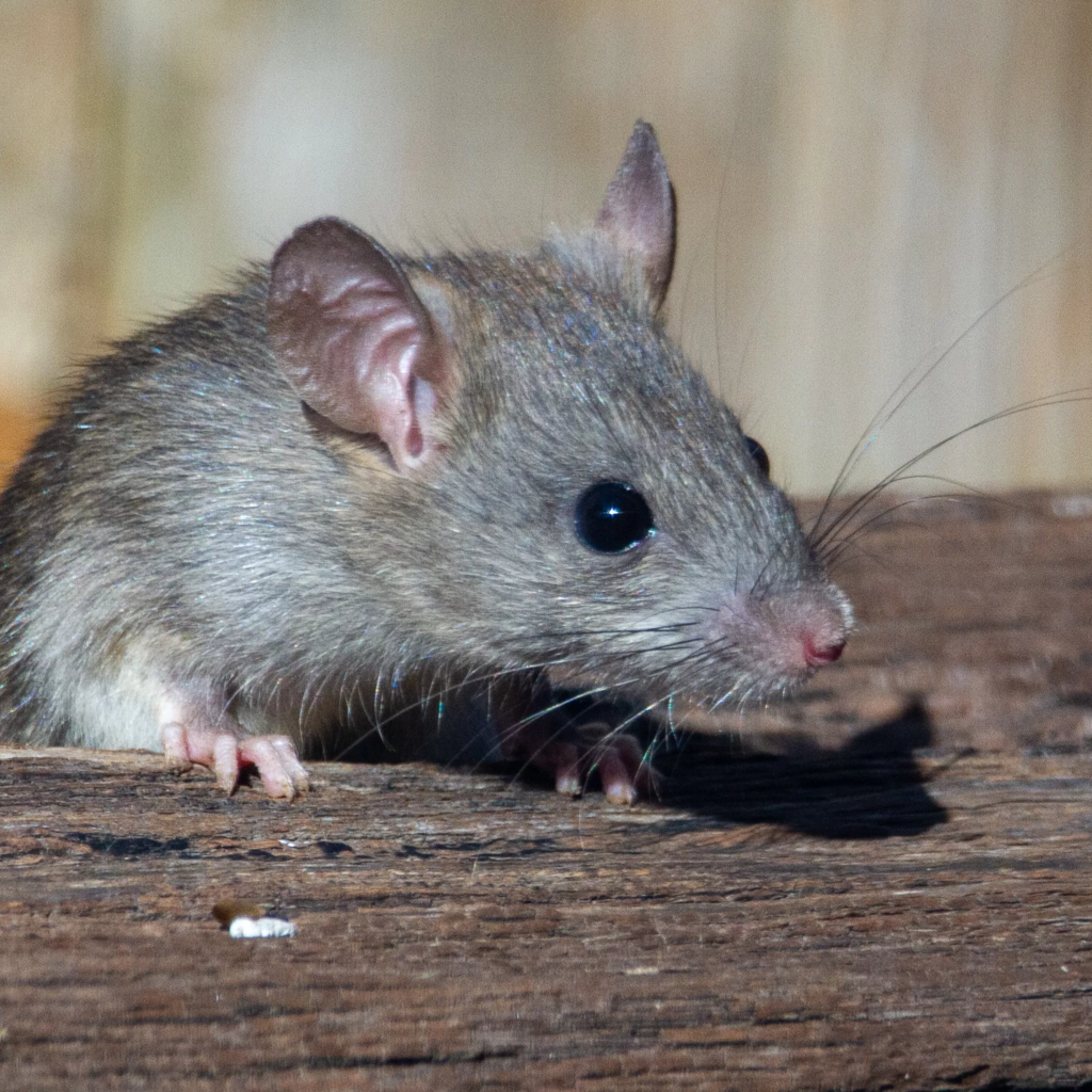 house mouse. rodent removal.